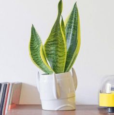 a potted plant sitting on top of a wooden table