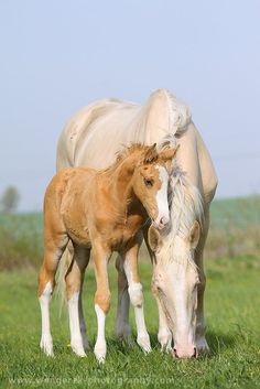 two horses standing next to each other on a lush green field