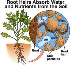 diagram of root hair and water in the soil