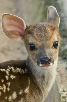 a baby deer is looking at the camera