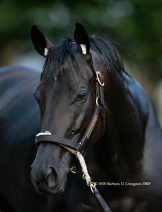 a close up of a black horse with a bridle on it's head