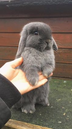 a person holding a small gray rabbit in their hand