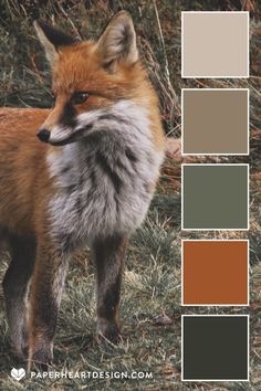 a red fox standing in the grass with color swatches on it's face