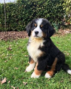 a black and white dog sitting in the grass