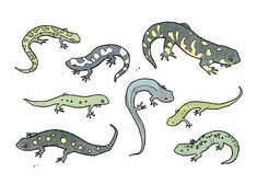 six different colored lizards are shown in this drawing, one is black and the other is green