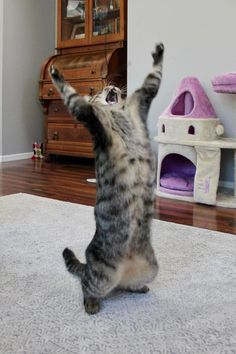 a cat standing on its hind legs in the air with it's front paws up