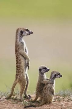 three small meerkats standing on the ground