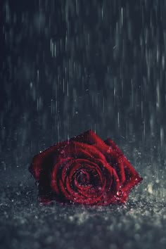 a single red rose sitting in the rain