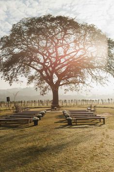 an empty field with benches under a large tree