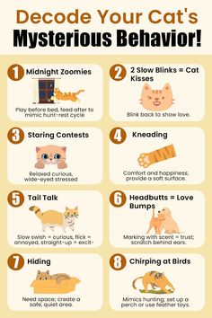 Unravel the Mysteries of Your Cat's Behavior! This infographic decodes 8 common cat behaviors, from midnight zoomies to headbutts. Learn to understand your feline friend's language and strengthen your bond. #CatBehavior #CatSignals #CatMoods #CatBodyLanguage #CatLove Yorkies Puppies, Quiet Area, Baby Kittens, Bee Keeping, All About Cats, Body Language, About Cats