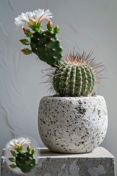 a cactus in a cement pot with two white flowers on it's top and bottom