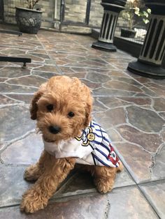 a small brown dog sitting on top of a stone floor