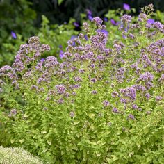 some purple flowers and green plants in a garden