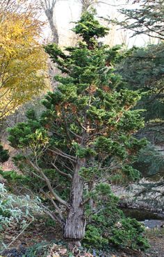 a very tall pine tree sitting in the middle of a forest