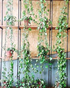 several potted plants are hanging on the wall