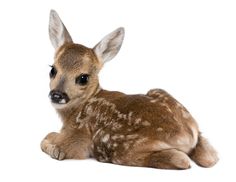 a baby deer is laying down and looking at the camera