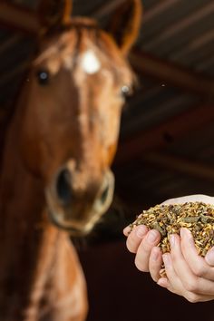 a person holding food in front of a horse