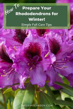 purple flowers with text overlay how to prepare your rhododendrons for winter