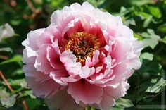 a large pink flower with green leaves in the background