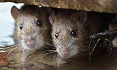 two brown mice peeking out from under a rock