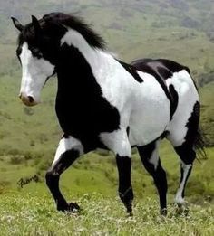 a black and white horse is running in the grass with hills in the back ground