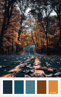 an empty road surrounded by trees in the fall with oranges and browns on it