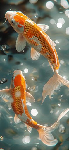 two orange and white koi fish swimming in blue water with bubbles on the surface