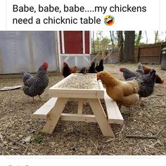 some chickens are standing around a picnic table