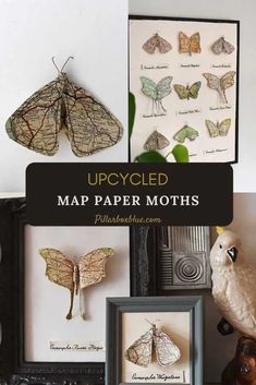 some framed pictures with moths on them and the words upcycled map moths