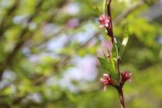 small pink flowers on a tree branch with green leaves and sky in the back ground