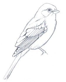 a drawing of a bird sitting on top of a branch