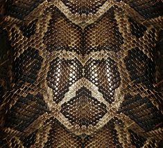 an image of a snake skin pattern