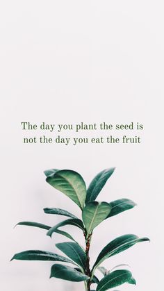 a plant with the words, the day you plant the seed is not the day you eat the fruit