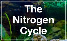 the nitrogen cycle in front of an aquarium filled with plants and algaes