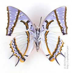 a white and yellow butterfly sitting on top of a white surface with its wings spread open