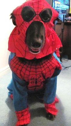 a dog dressed up like a spider man