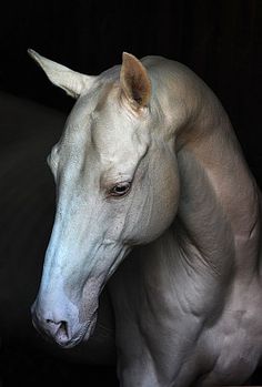 a white horse is standing in the dark