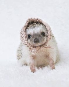 a small hedge wearing a knitted hat