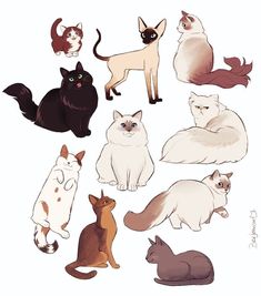 a bunch of cats that are all different colors