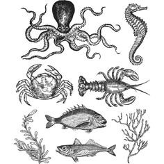 an octopus, seahorse and other marine animals are depicted in this black and white illustration