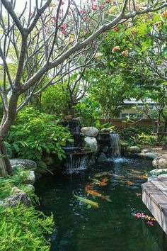 a pond with many fish in it and some trees around the water area that is surrounded by greenery