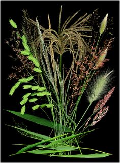 some very pretty flowers and grass on a black background