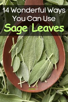 How To Use Sage, Sage Recipes, Sage Herb, Herbal Medicine Recipes, Herbal Remedies Recipes, Medicinal Herbs Garden, Medical Herbs, Herb Recipes, Herbal Recipes