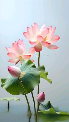 three pink water lilies with green leaves floating in the water