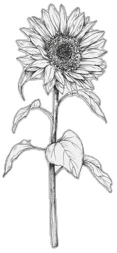 a drawing of a sunflower on a white background