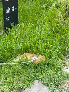 an orange cat laying in the grass next to a sign with chinese characters on it