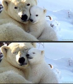 two polar bears cuddling together in the snow with caption that reads, la mejor selfie con mama