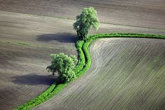 two trees in the middle of a plowed field with grass growing on each side