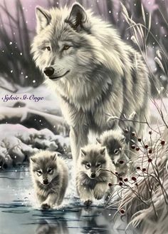 three wolfs are walking in the snow near some water and bushes with berries on it