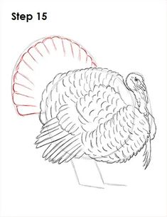 a drawing of a turkey with the words step 15 on it's back side